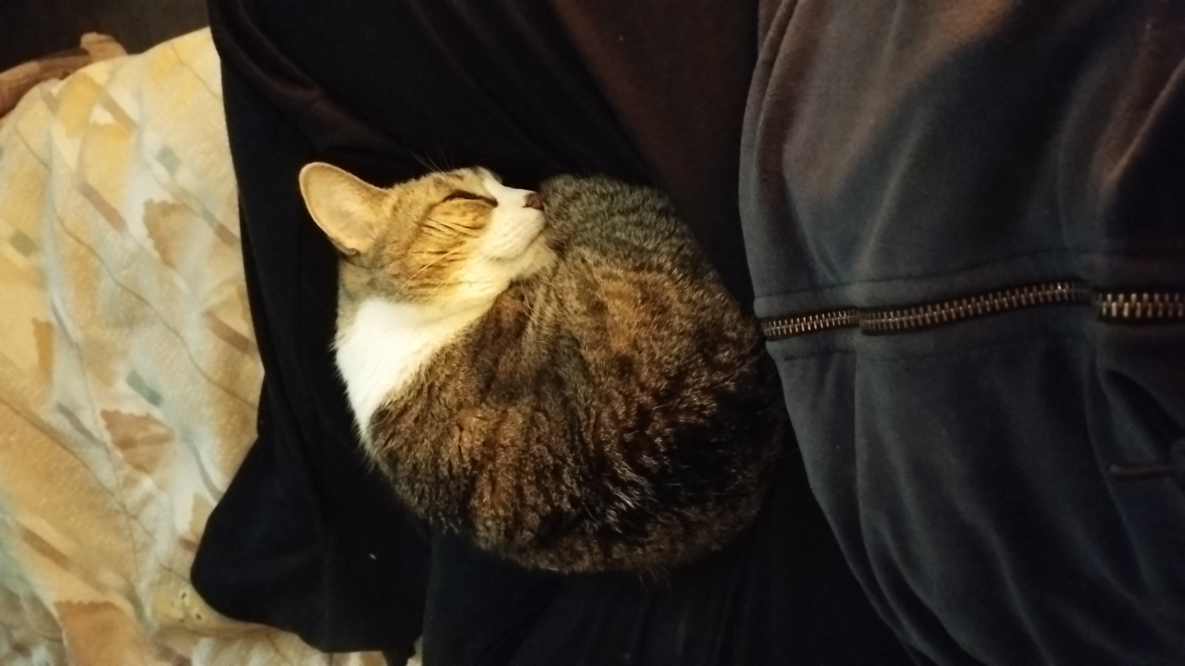 Tuni Curled up in my lap
